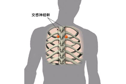 交感神経幹