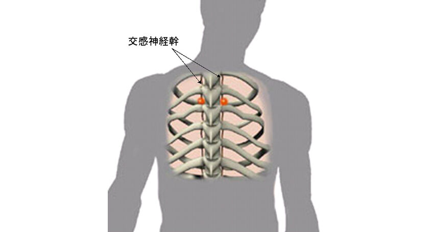 交感神経幹