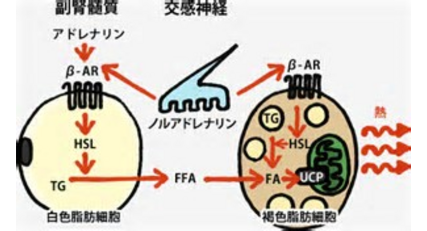 しろ