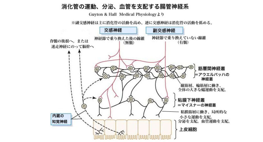 副交感神経と交感神経は本当は一緒に協力して内臓を統括している 広尾の整体 天寿堂整復院のブログ