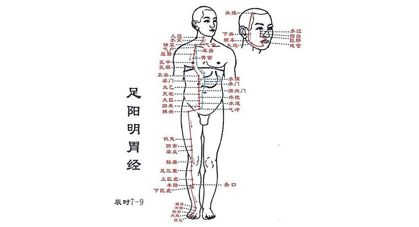 天珠医学が説く漢方のとても面白い胃経と健康腺と睡眠の深い関係 | 広尾の整体、天寿堂整復院のブログ
