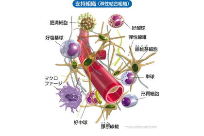 スジのネットワーク
