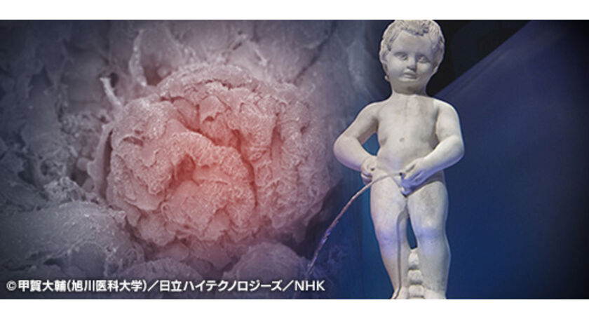 腎