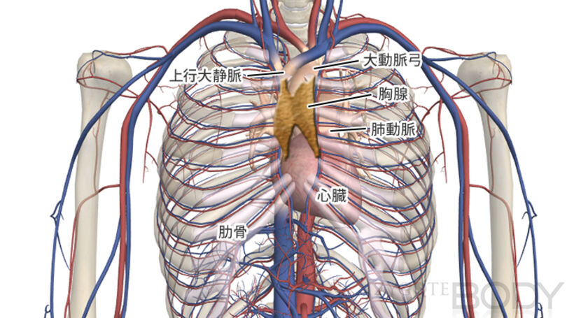 胸腺