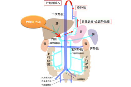門脈