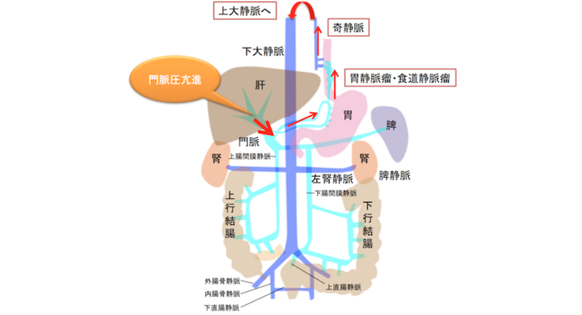 門脈