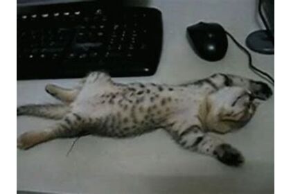猫寐