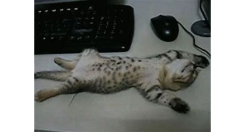 猫寐