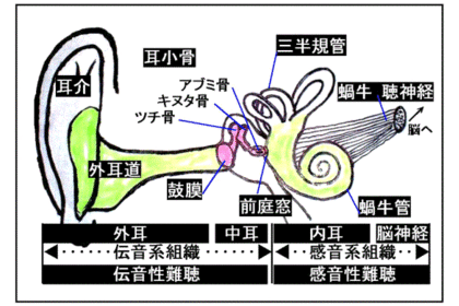 耳