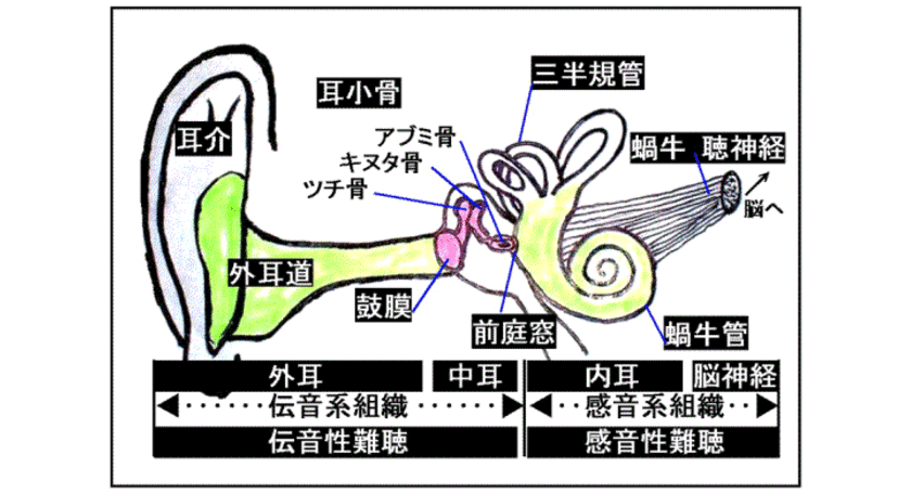 耳