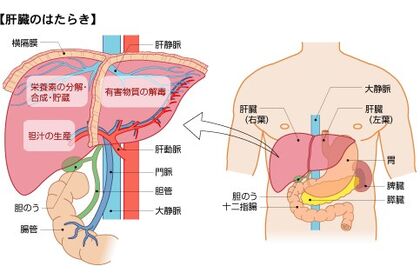 肝臓