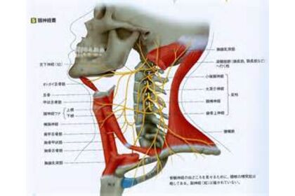 頸椎