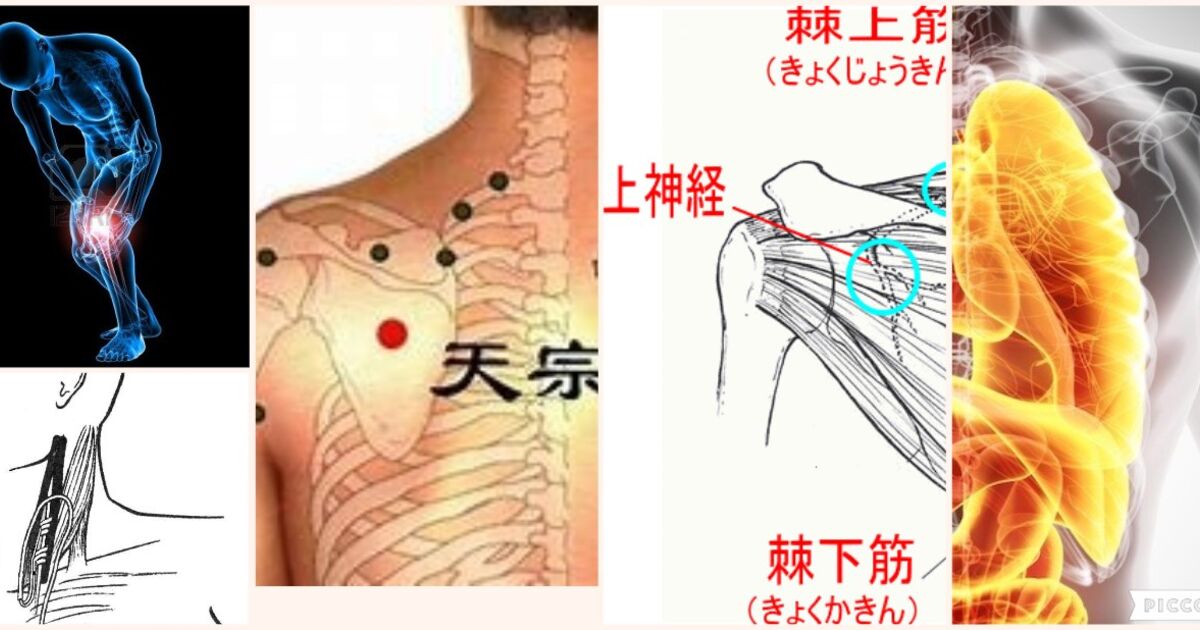 肩甲骨の天宗というツボの全身に与える大きな影響のわけ 広尾の整体 天寿堂整復院のブログ