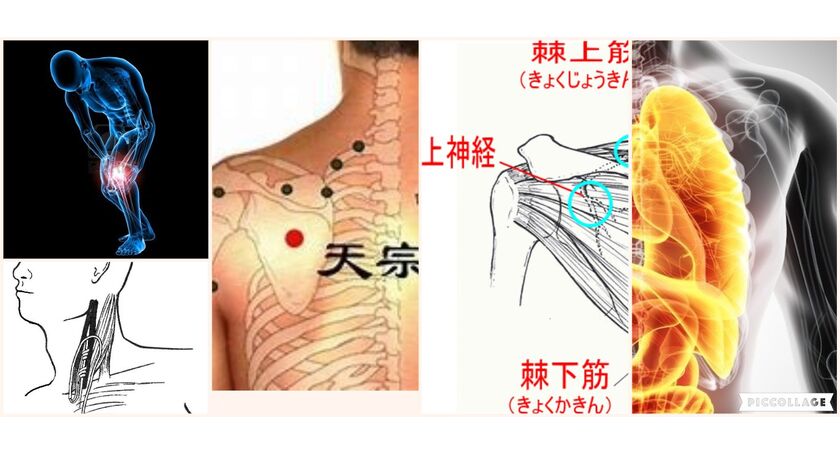 肩甲骨の天宗というツボの全身に与える大きな影響のわけ 広尾の整体 天寿堂整復院のブログ