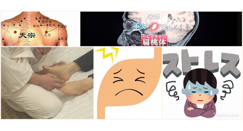 偏桃体