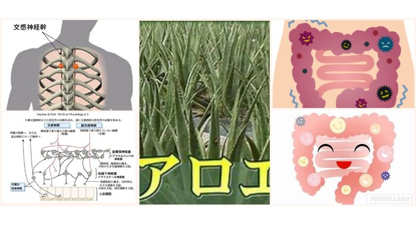 天珠医学よりご忠告 世にいう腸活には肝心な点が抜けている 広尾の整体 天寿堂整復院のブログ